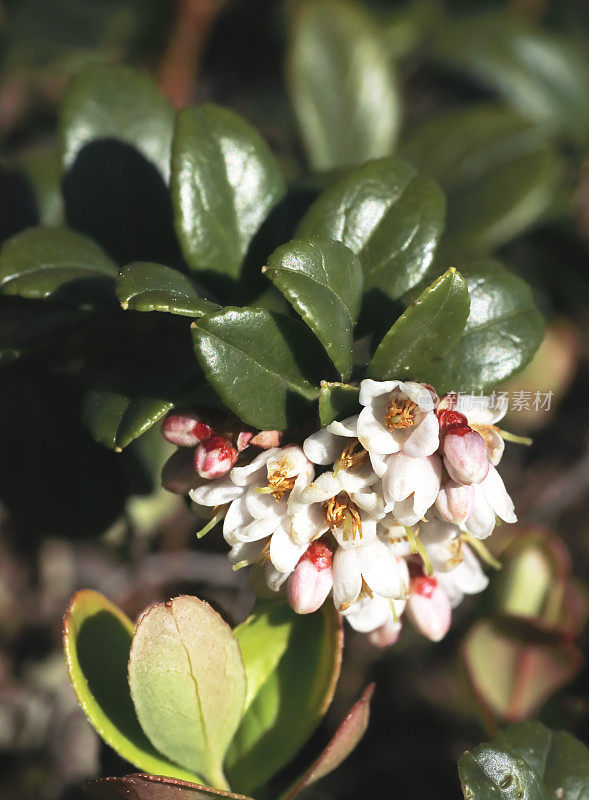 越橘(Vaccinium vitis- idea)开花